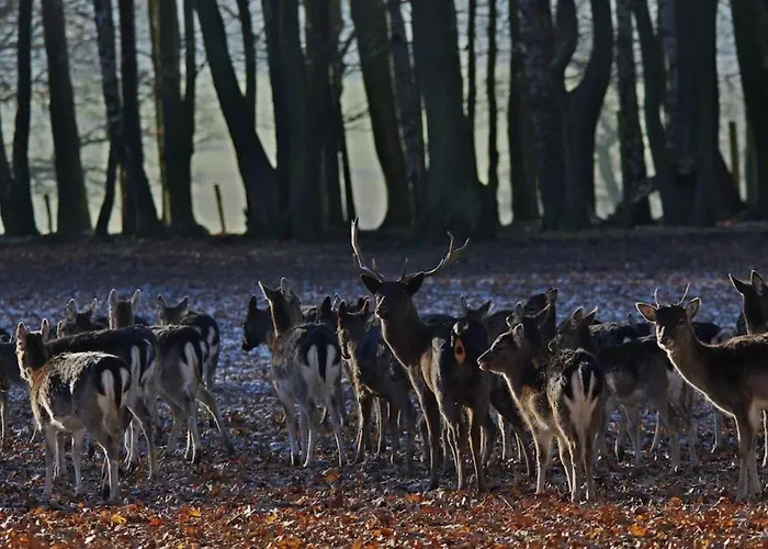 Boutique Fachwerkhaus Thirty Five Appartement Monschau